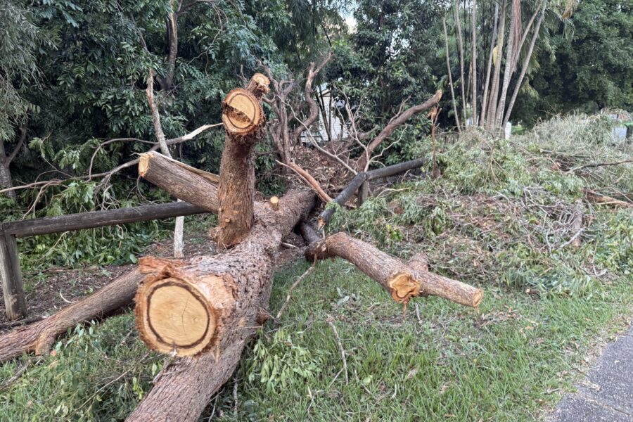 Fallen tree